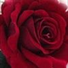 bree48